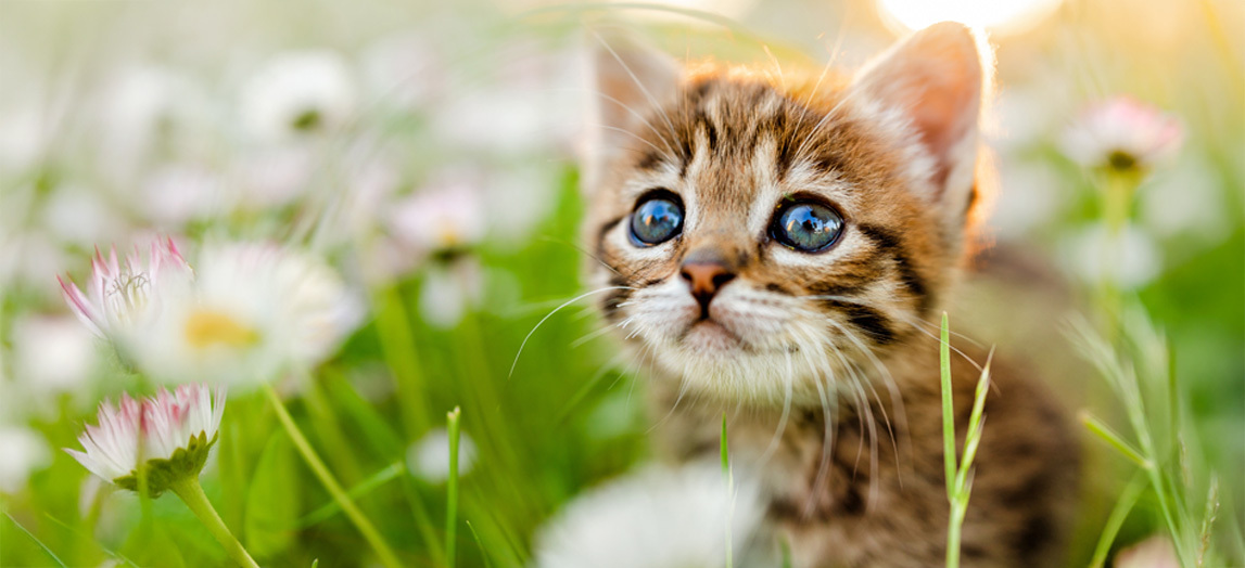 ペットシッターFam